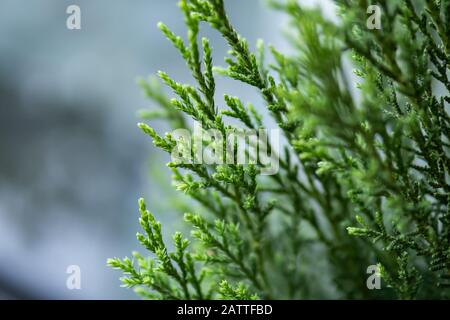 Nahaufnahme von Kiefernästen Stockfoto