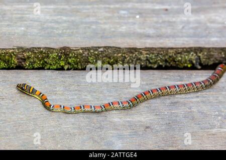 Gebänderte fliegende Schlange oder zweiarnige Baumschlange, Chrysopelea pelias, Erwachsene, Bako-Nationalpark, Sarawak, Borneo, Malaysia Stockfoto