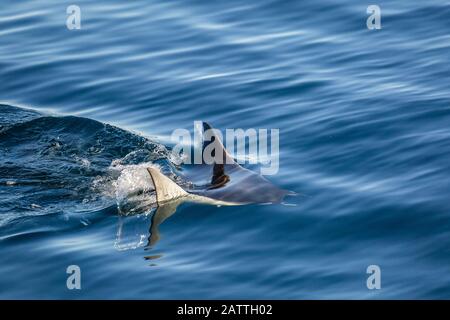 Die Erwachsenen Munk mobula Ray, Mobula munkiana, Schwimmen in der Nähe von Isla Danzante, Baja California Sur, Mexiko. Stockfoto