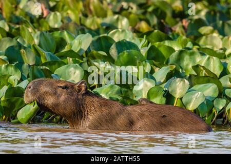 Erwachsene Capybara, Hydrochoerus hydrochaeris, mit Young, Porto Jofre, Mato Grosso, Pantanal, Brasilien. Stockfoto