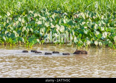 Erwachsene Capybara, Hydrochoerus hydrochaeris, mit Young, Porto Jofre, Mato Grosso, Pantanal, Brasilien. Stockfoto