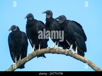 Gruppe der schwarzen Geier, Costa Rica Stockfoto