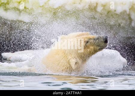 Eisbär Ursus maritimus, junger Rüde, taucht auf, um einen Walkadaver in Holmabukta an der Nordwestküste von Spitzbergen in der Svalba zu erreichen und zu füttern Stockfoto