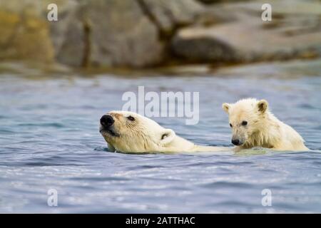 Mutter Eisbären, Ursus maritimus, schwimmt mit COY, Jungtier des Jahres, auf dem Rücken und bekommt eine kostenlose Fahrt in Holmabukta an der Nordwestküste von Spitsberge Stockfoto