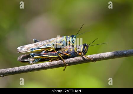 Painted Locust (Schistocerca melanocera) Paarung im Galapagos-Inselarchipel, Ecuador. Stockfoto