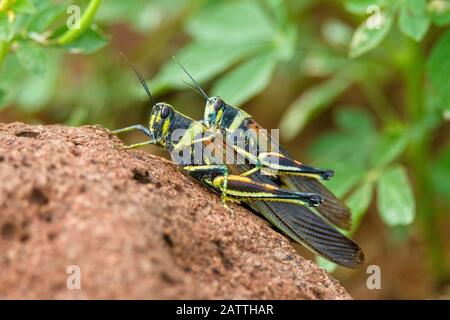 Painted Locust (Schistocerca melanocera) Paarung im Galapagos-Inselarchipel, Ecuador. Stockfoto