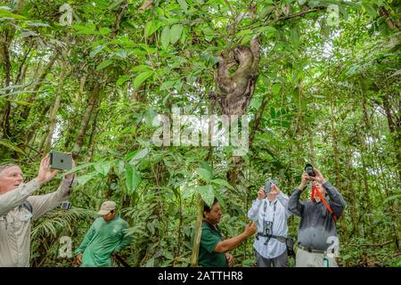 Fotografen und Braunkehl-Faultiere, Bradypus variegatus, Landing Casual, Amazon Basin, Loreto, Peru, Südamerika Stockfoto