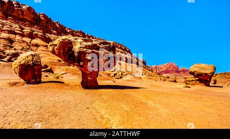 Großer Toadstool Aus Balanced Rock in der Nähe von Lee's Ferry im Glen Canyon National Recreation Area an den Vermilion Cliffs und Marble Canyon in der Nähe von Page, Arizona, USA Stockfoto