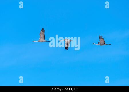 Gruppe von Sandhill Cranes im Flug in der Nähe des Platte River bei Kearney, Nebraska Stockfoto