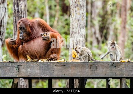 Langschwänzige Makaken, Macaca fascicularis, mit Orang-Utan, Pongo pygmaeus, Borneo, Indonesien Stockfoto