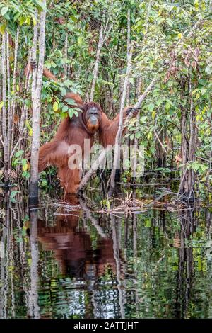 Wildes Männchen Bornean orangutan, Pongo pygmaeus, am Sekonyer River, Borneo, Indonesien Stockfoto