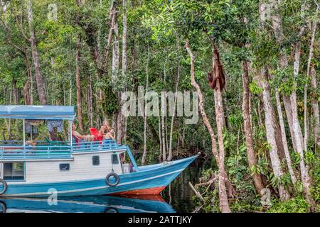 Touristen mit männlichen Bornean Orang-Utan, Pongo pygmaeus, Camp Leakey Dock, Borneo, Indonesien Stockfoto