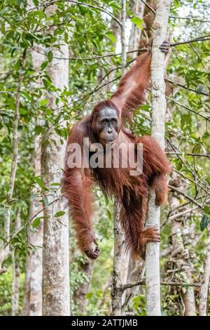 Bornean orangutan männlich, Pongo pygmaeus, im Camp Leakey Dock, Borneo, Indonesien Stockfoto