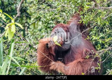 Wildes Männchen Bornean orangutan, Pongo pygmaeus, am Sekonyer River, Borneo, Indonesien Stockfoto