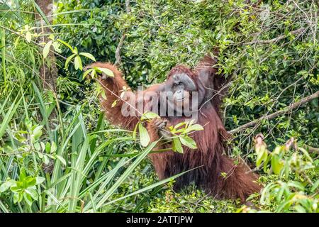 Wildes Männchen Bornean orangutan, Pongo pygmaeus, am Sekonyer River, Borneo, Indonesien Stockfoto