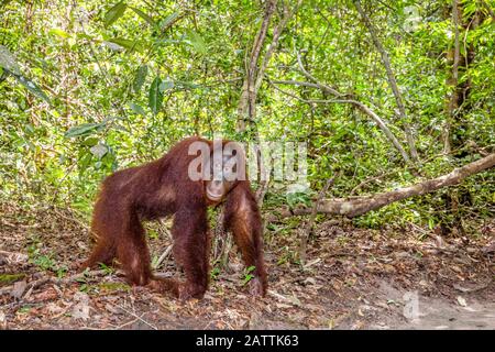 Bornean orangutan, Pongo pygmaeus, Tanjung Puting National Park, Borneo, Indonesien Stockfoto