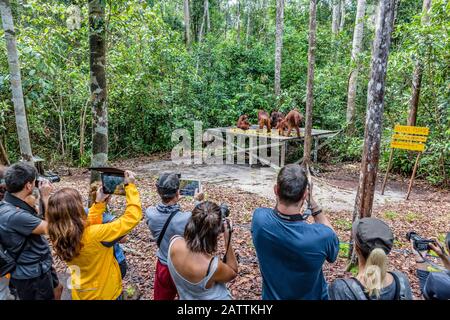 Touristen mit Bornean-Orang-Utans, Pongo pygmaeus, an der Futterplattform Pondok Tanggui, Borneo, Indonesien Stockfoto