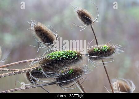 Samen von Dipsacus fullonum, alias Teasel, sprießen innerhalb des Seedhefs. Stockfoto
