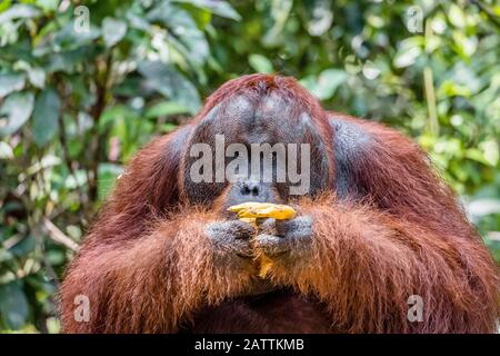 Erwachsene Bornean orangutan, Pongo pygmaeus, Tanjung Harapan, Borneo, Indonesien Stockfoto