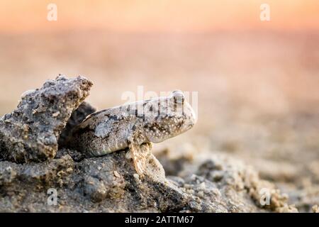 Ein ausgewachsener Schlammkipper, die Subfamilie Oxudercinae, in Schlammgräben an den Schlammflächen der Vansittart Bay, Kimberley, Western Australia, Australien Stockfoto