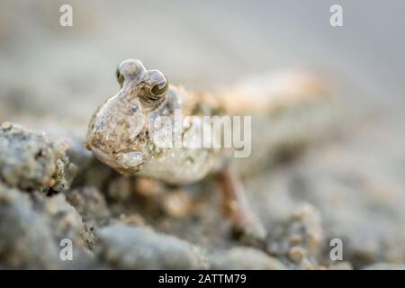 Ein ausgewachsener Schlammkipper, die Subfamilie Oxudercinae, in Schlammgräben an den Schlammflächen der Vansittart Bay, Kimberley, Western Australia, Australien Stockfoto