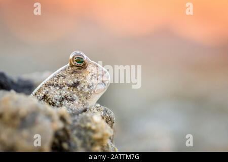 Ein ausgewachsener Schlammkipper, die Subfamilie Oxudercinae, in Schlammgräben an den Schlammflächen der Vansittart Bay, Kimberley, Western Australia, Australien Stockfoto