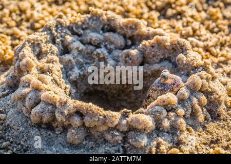 Ein ausgewachsener Schlammkipper, die Subfamilie Oxudercinae, in Schlammgräben an den Schlammflächen der Vansittart Bay, Kimberley, Western Australia, Australien Stockfoto