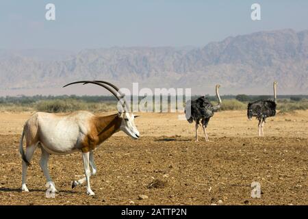 Scimitar-gehörnte Oryx, eine bedrohte Art, die in der Wüste auf dem Yotvata Hai-Bar Nature Reserve Breeding Center (Oryx dammah) und weiblichen Straußen spazierengeht Stockfoto