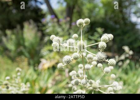Eryngium yuccifolium, bekannt als Klapperschlangenmeister, Knopf-Eryngo und Knopf-Schlangenwurzel, ist eine mehrjährige krautige Pflanze aus der Familie der Petersilie Stockfoto