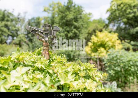 Ein Wasserhahn für gewerbliche Wasserbeaufschlagung, der fast von Gartenwachstum bedeckt ist. Stockfoto