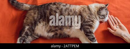 Fette, verartete Katze nimmt Medikamente, Pille auf einem orangefarbenen HINTERGRUNDBANNER, LANGFORMAT Stockfoto