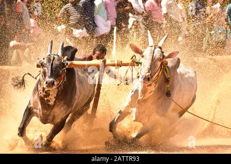 Bullen, die durch Schlamm laufen, mit angehängtem Pflug und ziehen eines Bauern/Schlammspritzens Stockfoto