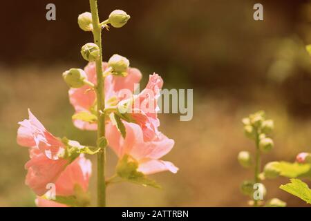 Schöne hollyhock Blumen (Alcea Rosea) an einem sonnigen Sommertag im Garten. Retro-Stil gezont Stockfoto