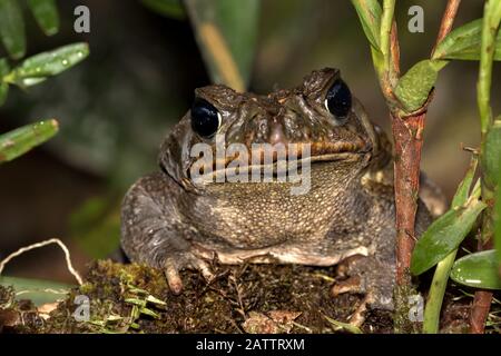 Cane Toad (Yachthafen Rhinella) im tropischen Regenwaldboden, Alajuela, Costa Rica Stockfoto