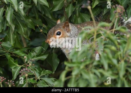 Ein süßes graues Kürbis, Scirius carolinensis, das in einem Efeu-Busch sitzt, der neugierig umherschaut. Stockfoto