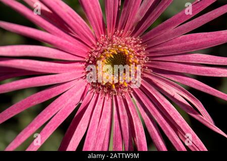Nahaufnahme der rosafarbenen Blume von barberton Daisy Stockfoto