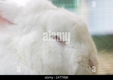 Weißes Kaninchen mit roten Augen liegt in einem Käfig Stockfoto