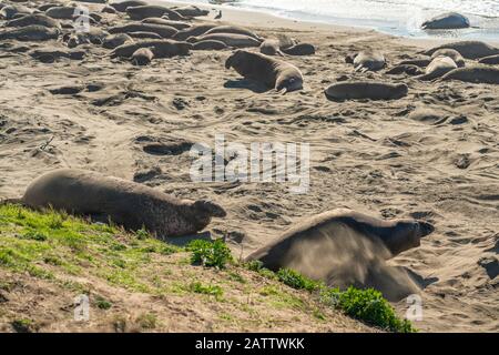 Elephant Seal Colony. Die männlichen Robben kämpfen über Territorium und weibliche Harem. Piedras Blancas Elephant Seal Colony, in der Nähe von San Simeon, Kalifornien Stockfoto