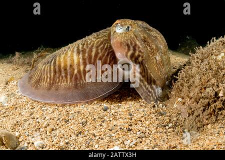 Gemeinsamen Tintenfisch Stockfoto