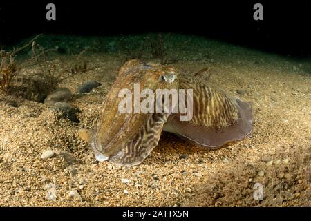 Gemeinsamen Tintenfisch Stockfoto