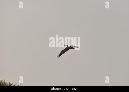 Ein schöner Pelikan, der gegen den blauen Himmel fliegt, in indien Stockfoto
