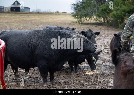 Ein 3-jähriger Miniatur-Angus-Bullen läuft im Schlamm mit Gras in seinem Mund. Stockfoto