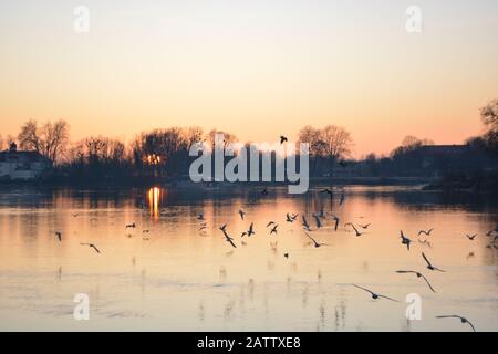 Vögel fliegen im Sonnenuntergang in Schärding, Österreich Stockfoto