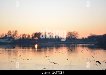 Vögel fliegen im Sonnenuntergang in Schärding, Österreich Stockfoto