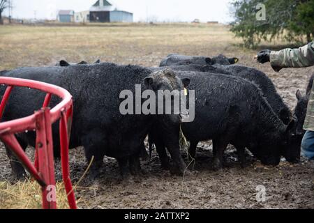 Ein 3-jähriger Miniatur-Angus-Bullen läuft im Schlamm mit Gras in seinem Mund. Stockfoto