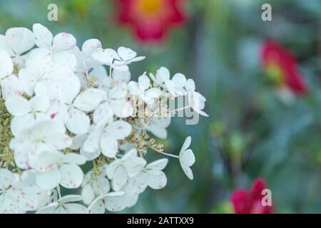 Eine Nahaufnahme der weißen Hydrangea (Hydrangea quercifolia) mit rosafarbenen Sprenkeln im Botanischen Garten Bellevue, Bellevue, Washington, USA. Stockfoto