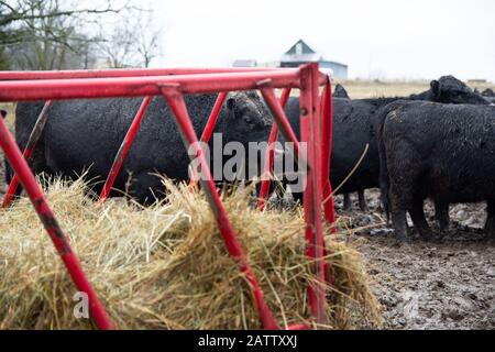 Ein 3-jähriger Miniatur-Angus-Bullen läuft im Schlamm mit Gras in seinem Mund. Stockfoto