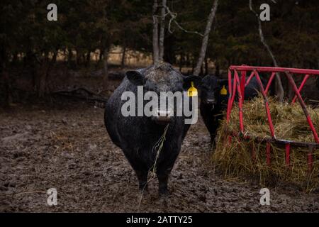 Ein 3-jähriger Miniatur-Angus-Bullen läuft im Schlamm mit Gras in seinem Mund. Stockfoto