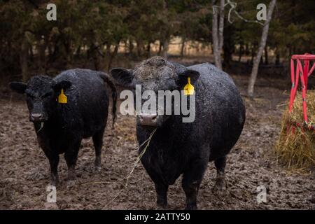 Ein 3-jähriger Miniatur-Angus-Bullen läuft im Schlamm mit Gras in seinem Mund. Stockfoto