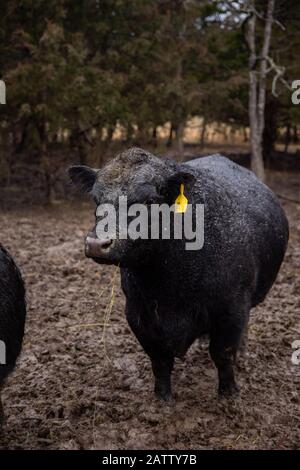 Ein 3-jähriger Miniatur-Angus-Bullen läuft im Schlamm mit Gras in seinem Mund. Stockfoto